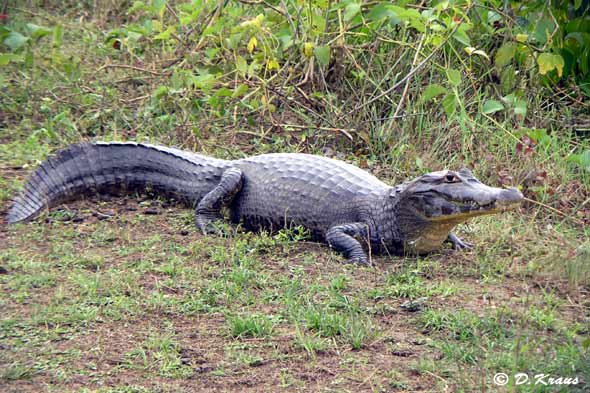 caiman_large.jpg
