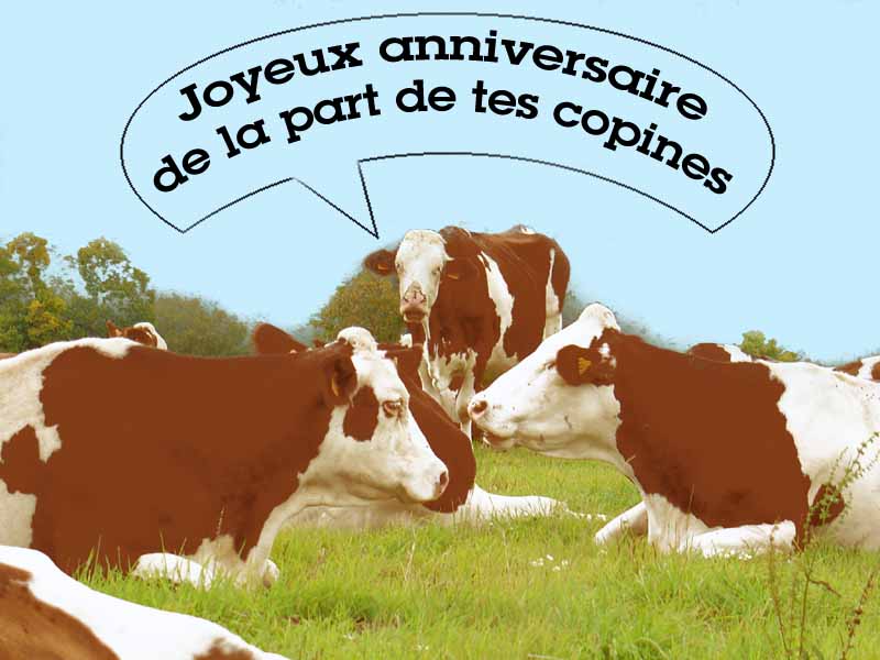 vache.jpg