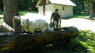 Chiens fontaine.jpg